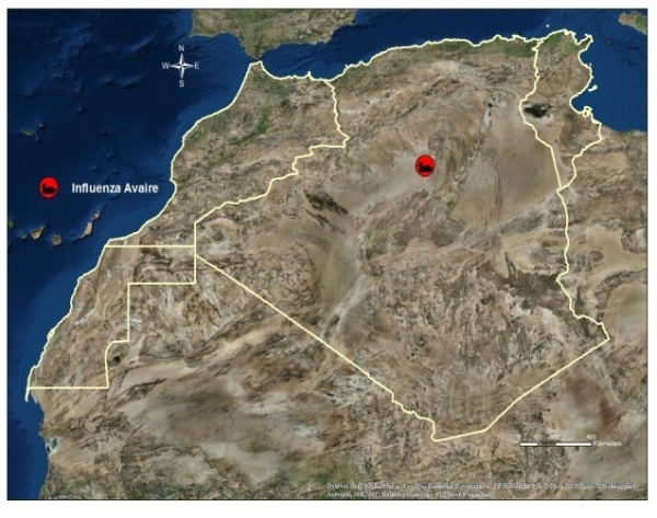 Localisation du foyer d’influenza aviaire hautement pathogène H7N1en Algérie (OIE, 2016) 